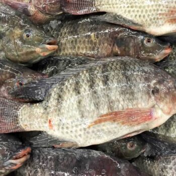 Fresh Tilapia by Kilo