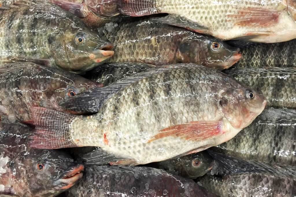 Fresh Tilapia by Kilo