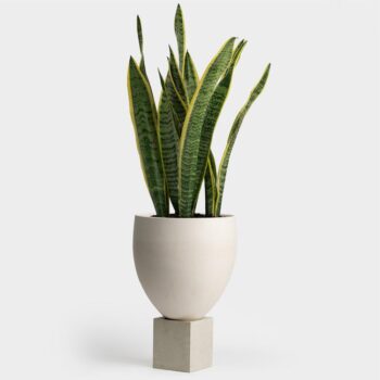 Ladder Plant